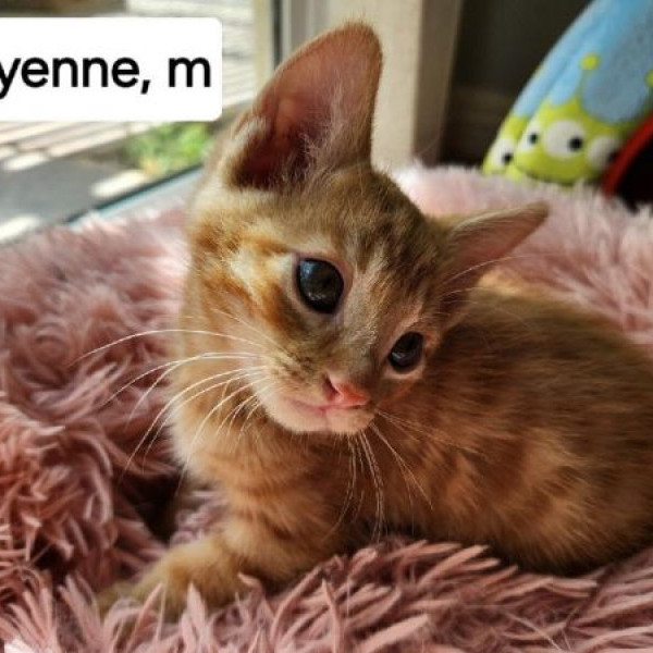 adopt Cayenne