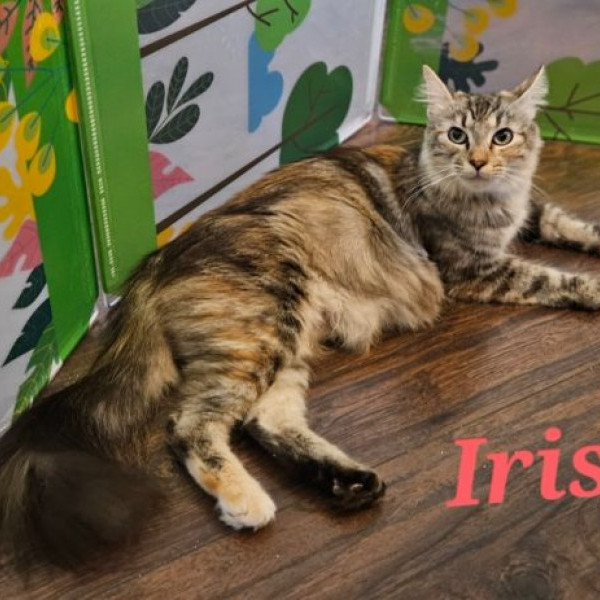 adopt Iris