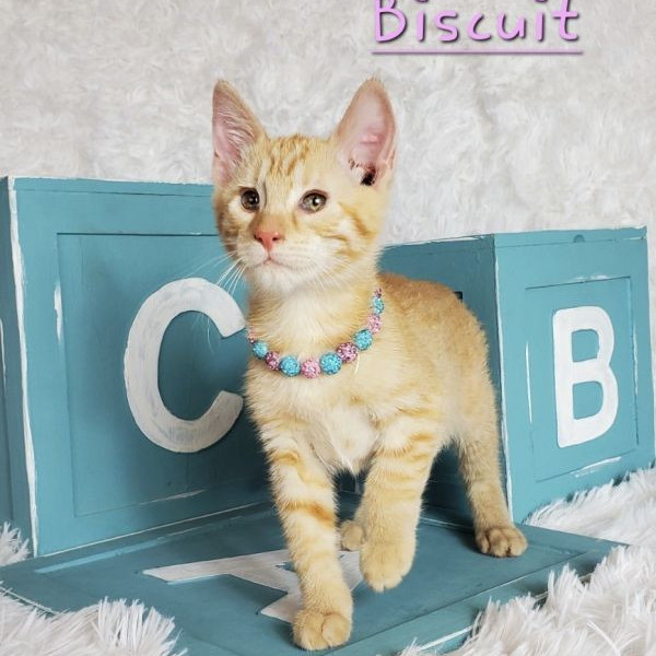 adopt Biscuit