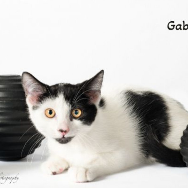 adopt Gabriel