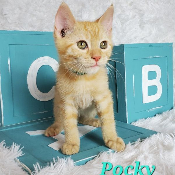 adopt Pocky