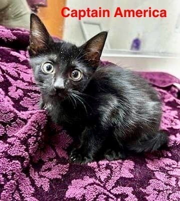 adopt Captain America