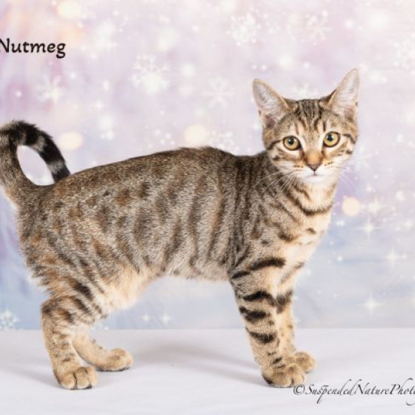 adopt Nutmeg