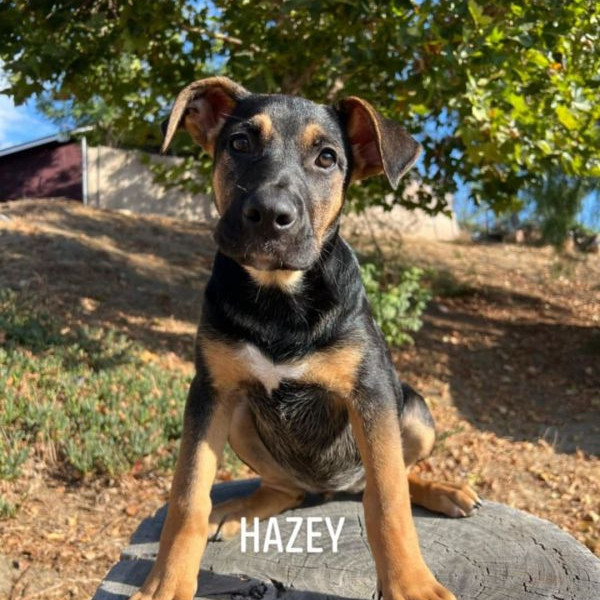 adopt Hazey