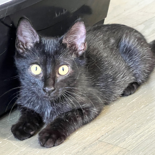 adopt Licorice