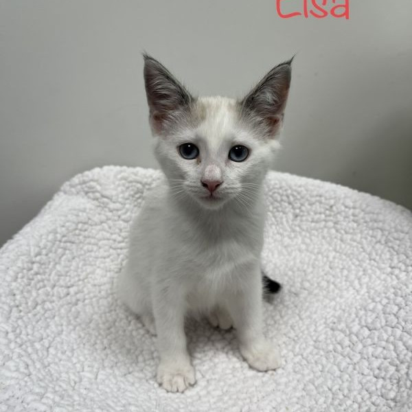 adopt Elsa