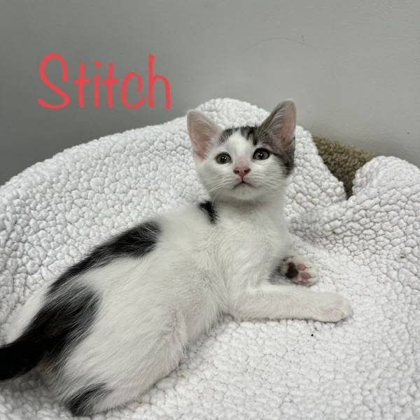 adopt Stitch