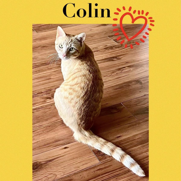 adopt Colin