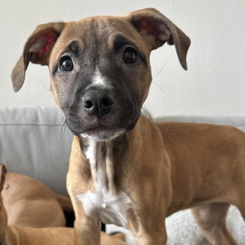 adopt Brooklyn