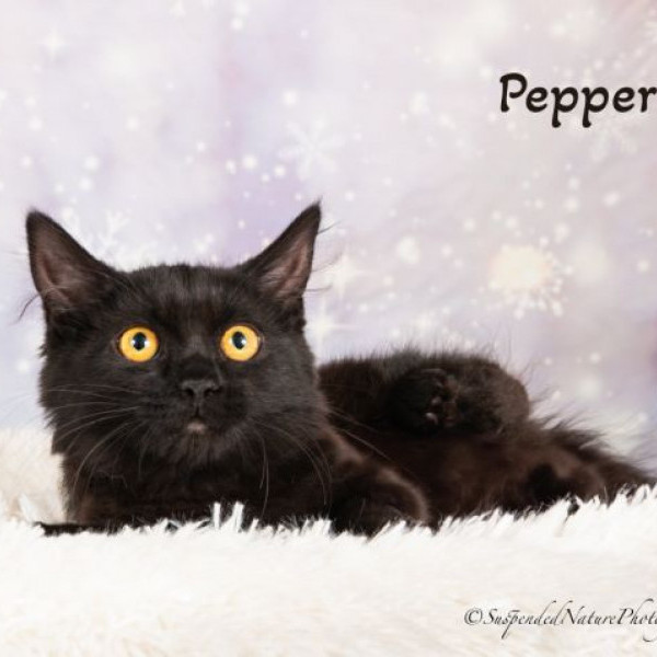 adopt Pepper