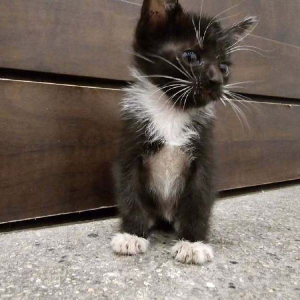 adopt Kittens (1-7)