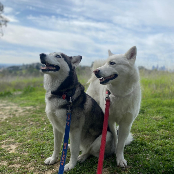 adopt Star & Maya