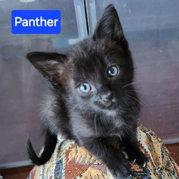 adopt Panther