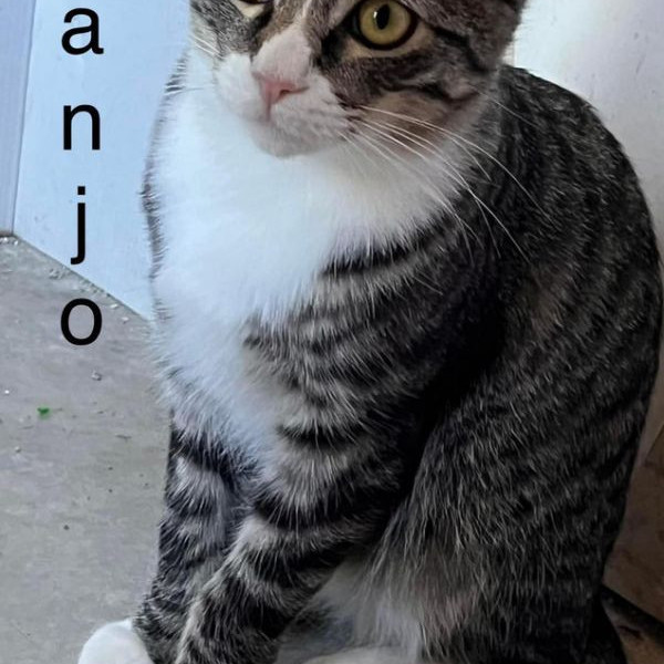 adopt BANJO