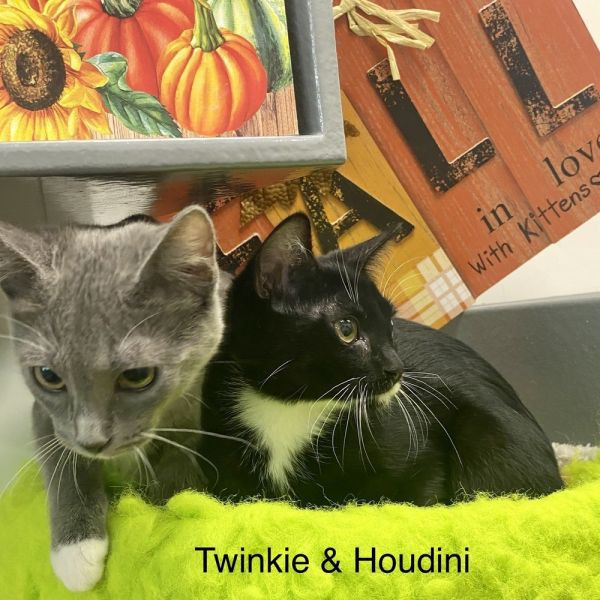 adopt Twinkie