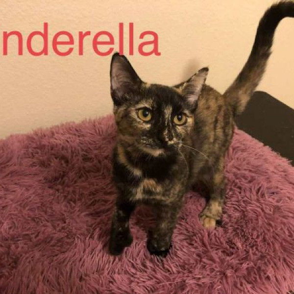 adopt Cinderella