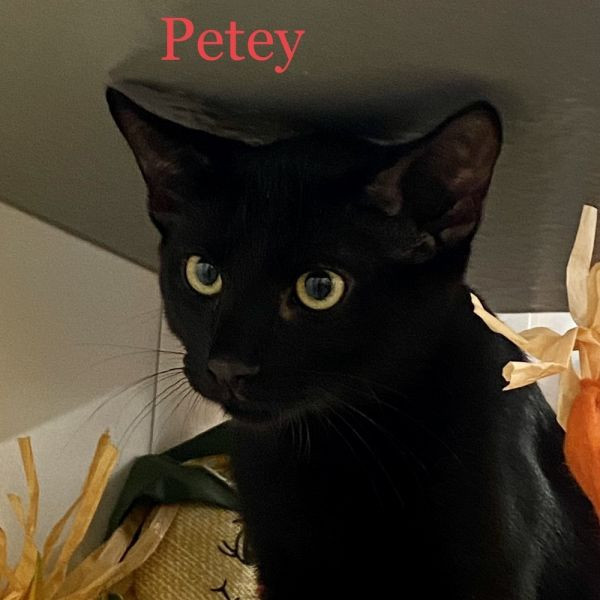 adopt Petey