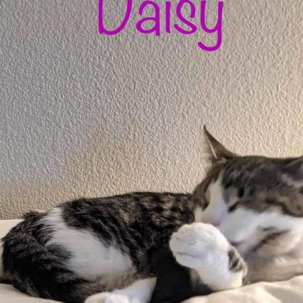 adopt Daisa