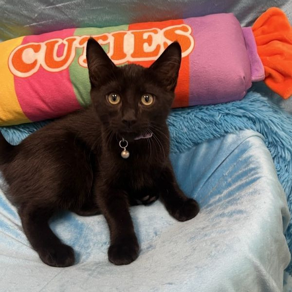 adopt Binx