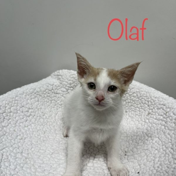 adopt Olaf