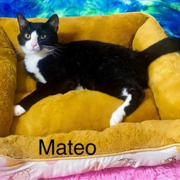 adopt Mateo