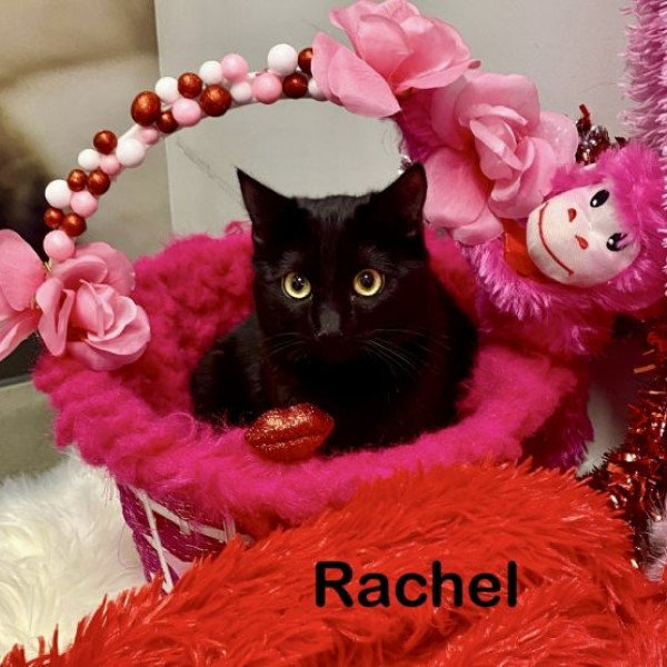 adopt RACHEL