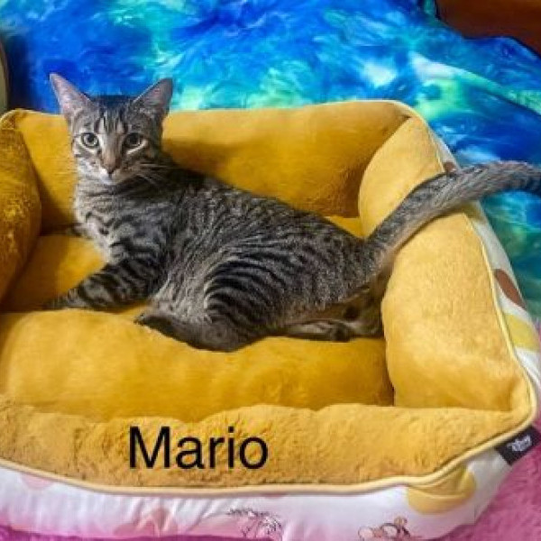 adopt Mario