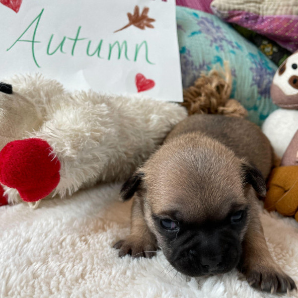 adopt Autumn_puppy