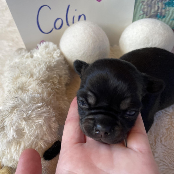 adopt Colin_puppy