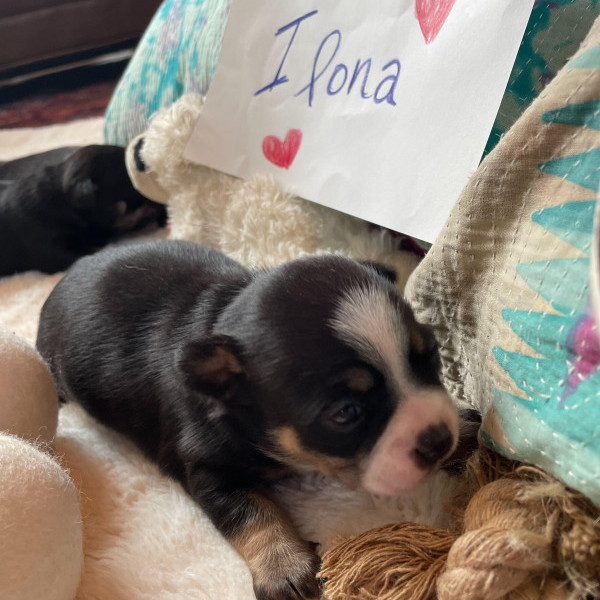 adopt Ilona_puppy