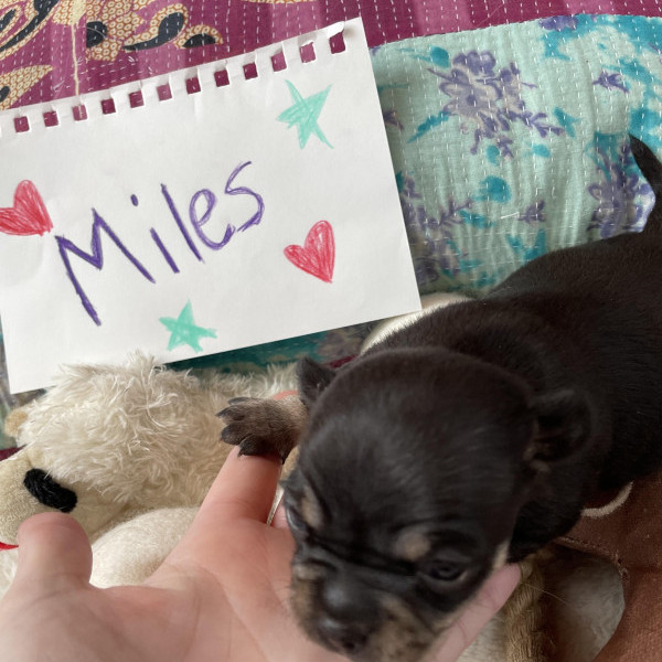 adopt Miles_puppy