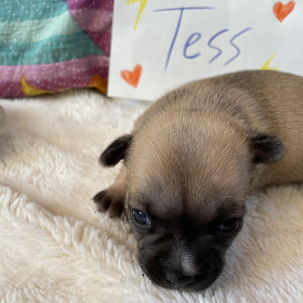 adopt Tess_puppy