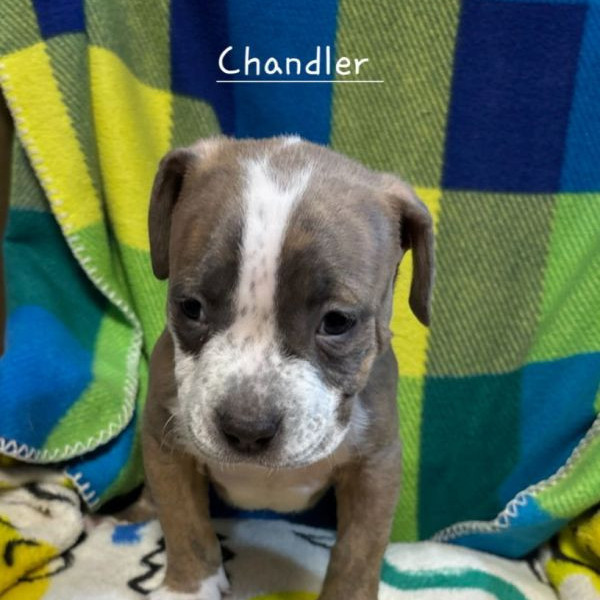 adopt Chandler