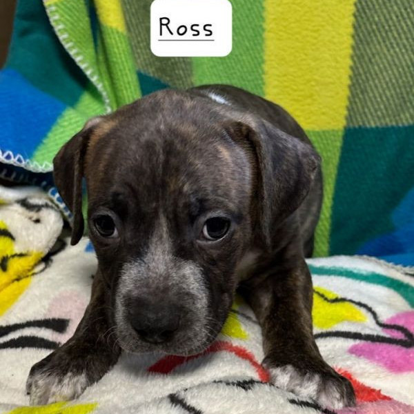 adopt Ross