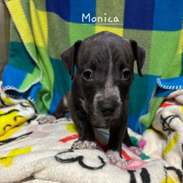 adopt Monica