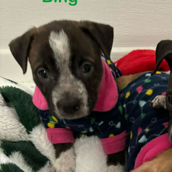 adopt Bing