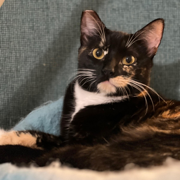 adopt Adelaide Avalon