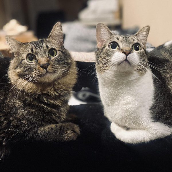 adopt Milo and Gizmo